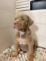 Maya, a female American Bully for sale in San Antonio, TX – 6 of 6
