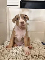 Ruth, a female American Bully for sale in San Antonio, TX – 5 of 7