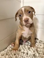 Zeus , a male American Bully for sale in San Antonio, TX – 7 of 8