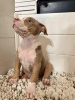 Ruth, a female American Bully for sale in San Antonio, TX – 4 of 7