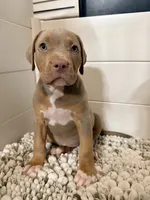 Maya, a female American Bully for sale in San Antonio, TX – 1 of 6