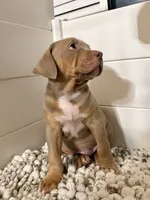 Titus, a male American Bully for sale in San Antonio, TX – 7 of 10