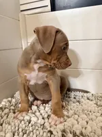 Maya, a female American Bully for sale in San Antonio, TX – 3 of 6