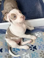 Isa, a female American Bully for sale in San Antonio, TX – 2 of 7
