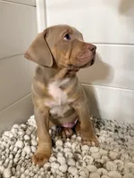 Titus, a male American Bully for sale in San Antonio, TX – 5 of 10