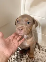 James, a male American Bully for sale in San Antonio, TX – 3 of 8