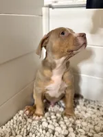 Zeus , a male American Bully for sale in San Antonio, TX – 2 of 8