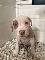 Isa, a female American Bully for sale in San Antonio, TX – 3 of 7