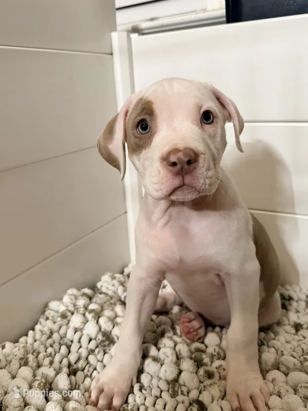 Isa – American Bully puppy for sale in San Antonio, TX