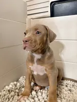 Maya, a female American Bully for sale in San Antonio, TX – 5 of 6