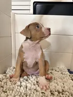Ruth, a female American Bully for sale in San Antonio, TX – 2 of 7