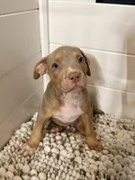 Sora, a female American Bully for sale in San Antonio, TX – 3 of 7