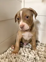 Zeus , a male American Bully for sale in San Antonio, TX – 5 of 8