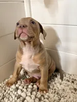 James, a male American Bully for sale in San Antonio, TX – 8 of 8