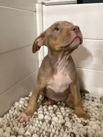 Sora, a female American Bully for sale in San Antonio, TX – 5 of 7