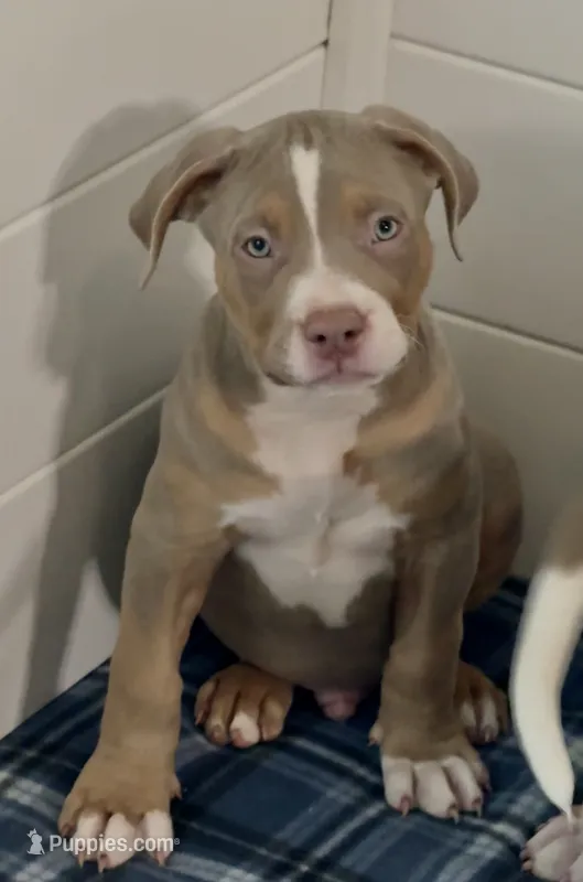 Zeus  – American Bully puppy for sale in San Antonio, TX