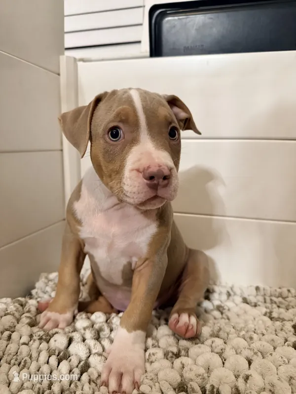 Ruth – American Bully puppy for sale in San Antonio, TX