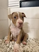 Ruth, a female American Bully for sale in San Antonio, TX – 1 of 7