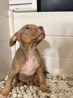 Sora, a female American Bully for sale in San Antonio, TX – 7 of 7