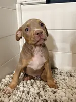 Sora, a female American Bully for sale in San Antonio, TX – 4 of 7