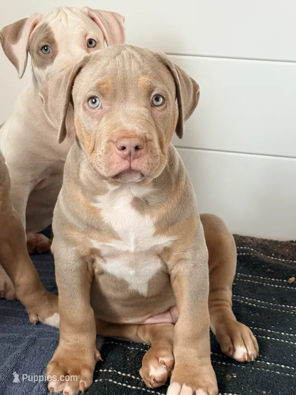 Titus – American Bully puppy for sale in San Antonio, TX