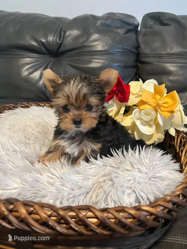 Tiny – Yorkshire Terrier puppy for sale in La Grange, IL