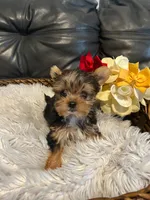 Tiny, a male Yorkshire Terrier for sale in La Grange, IL – 4 of 5
