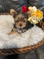 Tiny, a male Yorkshire Terrier for sale in La Grange, IL – 3 of 5