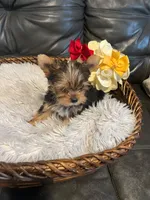 Tiny, a male Yorkshire Terrier for sale in La Grange, IL – 2 of 5