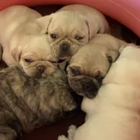 Fawn Merle male, a male Pug for sale in Las Vegas, NV – Photo 3 of 3