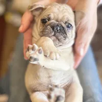 Fawn Merle male, a male Pug for sale in Las Vegas, NV – Photo 1 of 3