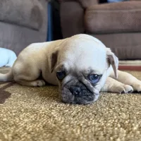 Fawn Merle male, a male Pug for sale in Las Vegas, NV – Photo 2 of 3