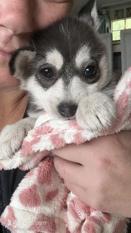 Mini Pomsky female short hair