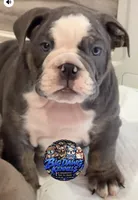 Bluey , a male English Bulldog for sale in Trenton, OH – 7 of 10