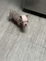 Neptune , a male English Bulldog for sale in Trenton, OH – 6 of 9