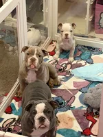 Brownie , a male English Bulldog for sale in Trenton, OH – 3 of 10