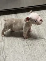 Neptune , a male English Bulldog for sale in Trenton, OH – 4 of 9