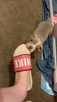 Brownie , a male English Bulldog for sale in Trenton, OH – 2 of 10