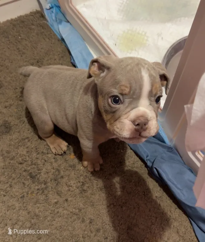 Brownie  – English Bulldog puppy for sale in Trenton, OH
