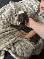 Bluey , a male English Bulldog for sale in Trenton, OH – 8 of 10