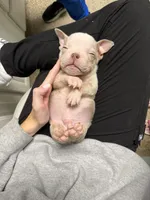 Neptune , a male English Bulldog for sale in Trenton, OH – 8 of 9