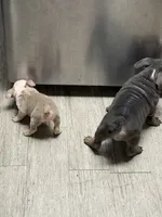 Neptune , a male English Bulldog for sale in Trenton, OH – 5 of 9