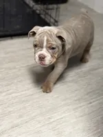 Brownie , a male English Bulldog for sale in Trenton, OH – 4 of 10