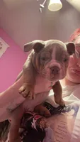 Brownie , a male English Bulldog for sale in Trenton, OH – 5 of 10