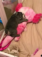 Bluey , a male English Bulldog for sale in Trenton, OH – 2 of 10