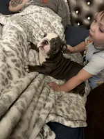 Bluey , a male English Bulldog for sale in Trenton, OH – 5 of 10