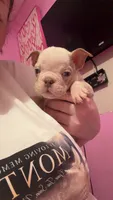 Neptune , a male English Bulldog for sale in Trenton, OH – 3 of 9