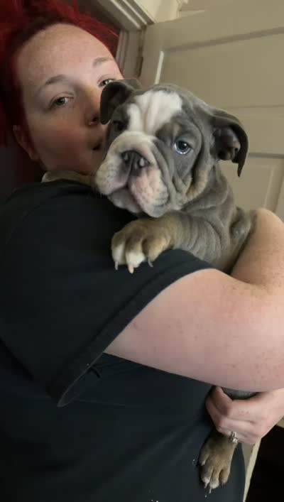 Bluey , a male English Bulldog for sale in Trenton, OH – 9 of 10