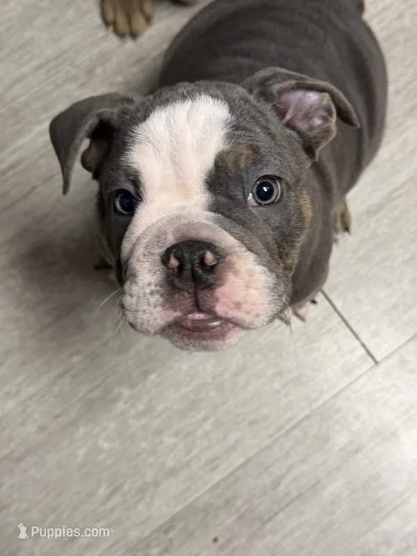 Bluey  – English Bulldog puppy for sale in Trenton, OH