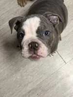 Bluey , a male English Bulldog for sale in Trenton, OH – 1 of 10